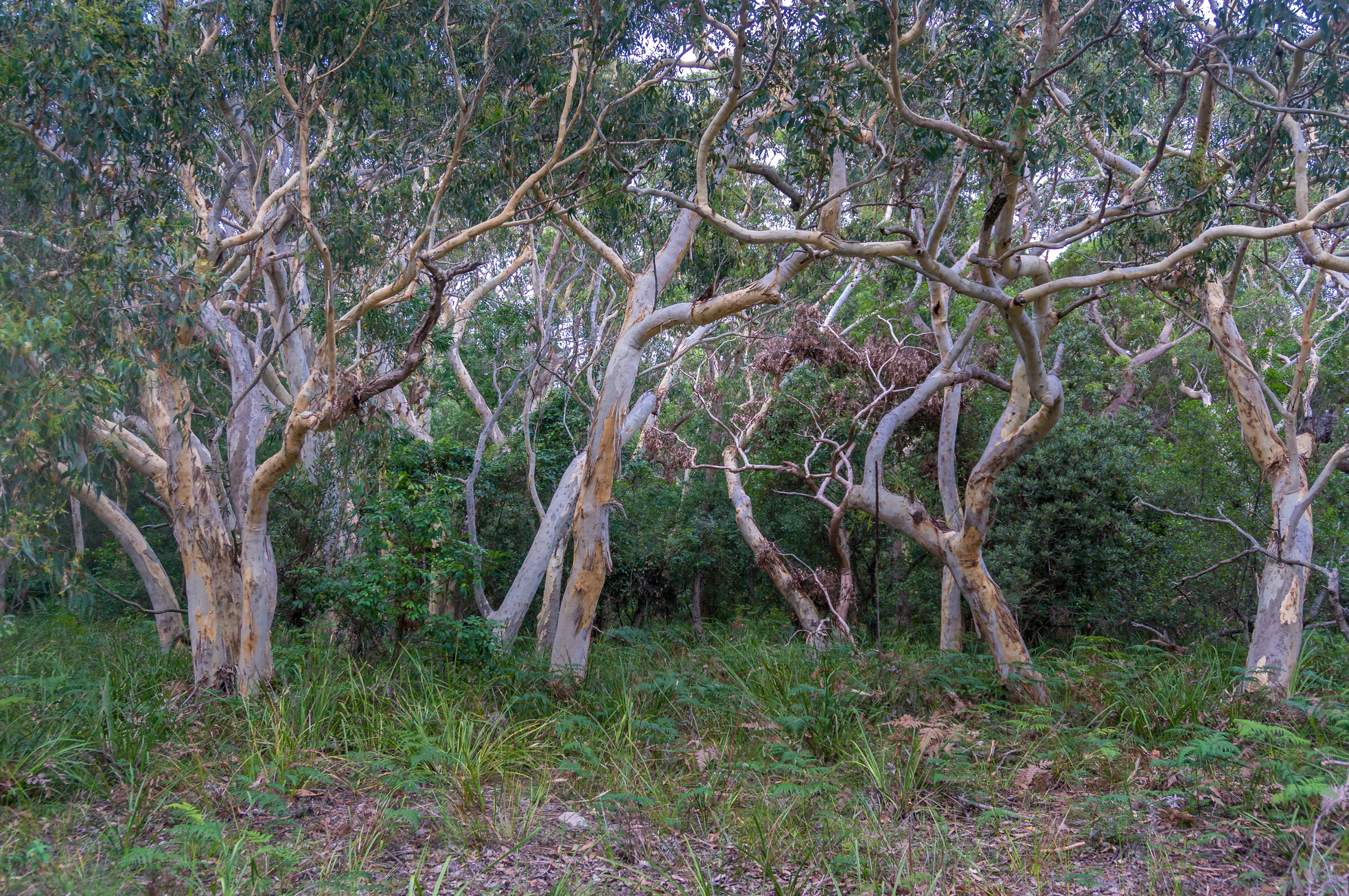 Australian eucalyptus paperbark tree forest nature background